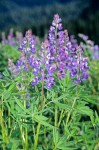 Lupinus latifolius