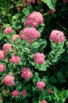 Spiraea splendens