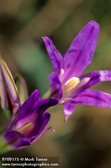 Triteleia laxa