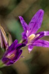 Triteleia laxa