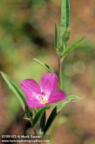 Clarkia gracilis