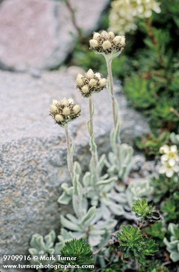 Antennaria media