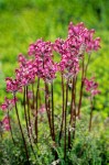 Pedicularis ornithorhyncha