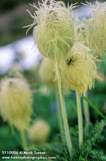 Pulsatilla occidentalis