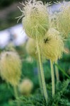 Western Pasqueflower seed heads