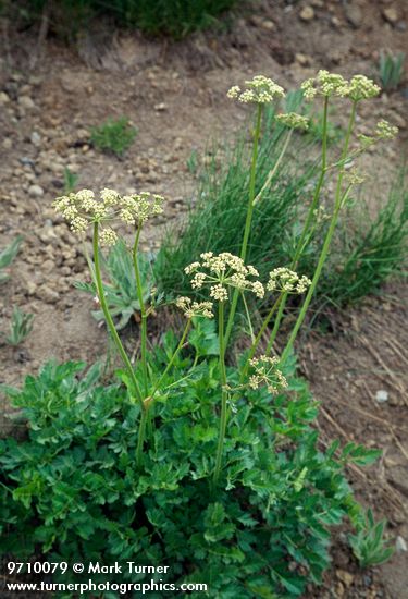 Ligusticum grayi