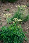 Gray's Lovage on gravelly soil