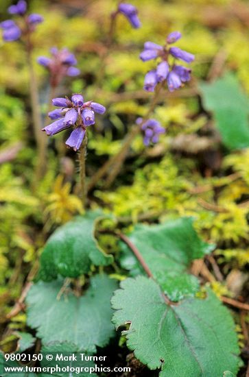 Synthyris reniformis