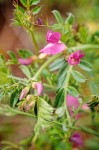 Vicia sativa