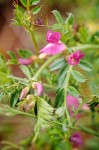 Common (Spring) Vetch