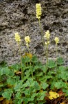 Poker Heuchera against granite boulder