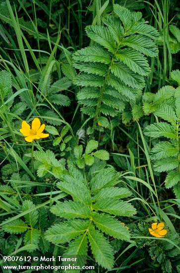 Argentina egedii ssp. egedii (Potentilla anserina ssp. pacifica)