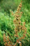 Rumex crispus