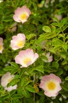 Sweetbriar rose blossoms