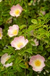 Rosa eglanteria