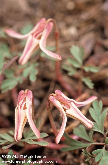 Dicentra uniflora