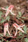 Longhorn Steershead blossoms detail (~1.2:1)