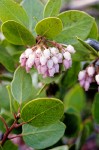 Green Manzanita blossoms & foliage detail