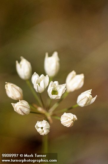 Triteleia hendersonii