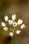 Henderson's Stars flower umbel