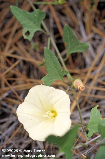 Calystegia occidentalis ssp. occidentalis var. occidentalis (C. polymorpha)