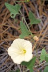 Modoc Morning Glory