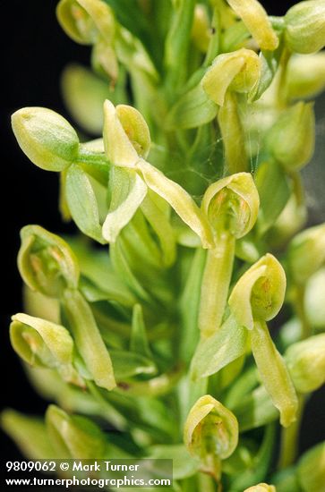 Platanthera hyperborea var. hyperborea (Habenaria hyperborea)
