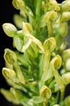 Northern Habenaria blossoms extreme detail (~1.2:1)