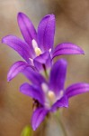 Brodiaea elegans