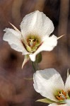 Howell's Mariposa Tulip blossoms