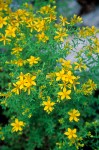 Hypericum perforatum