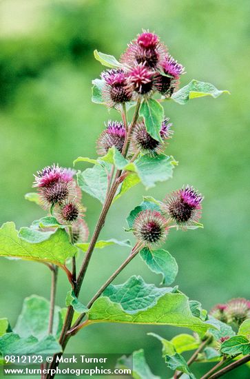 Arctium minus