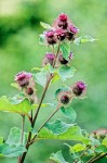 Arctium minus