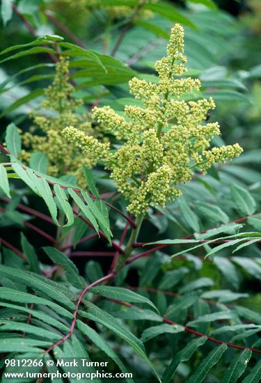 Rhus glabra