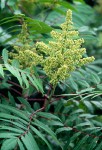 Rhus glabra