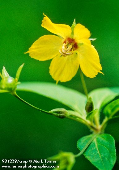 Lysimachia ciliata