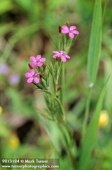 Dianthus armeria