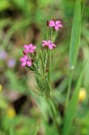 Dianthus armeria