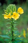 Oenothera biennis