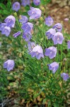 Common Harebells