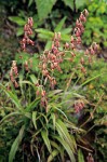 Stenanthium occidentale