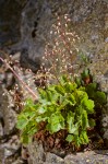 Heuchera glabra