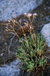 Lewisia columbiana