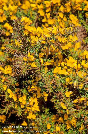 Ulex europaeus