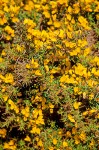 Gorse blossoms & foliage detail