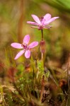 Erodium cicutarium