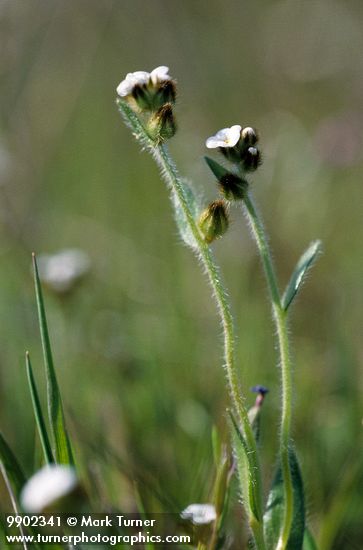 Cryptantha flaccida