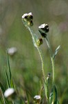 Weak-stem Cryptantha