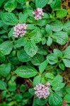 Scouler's Heliotrope