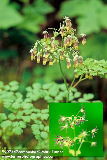 Thalictrum occidentale